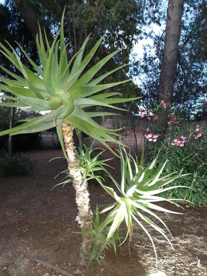 Antico Casale Il Sambuco Bed & Breakfast *
