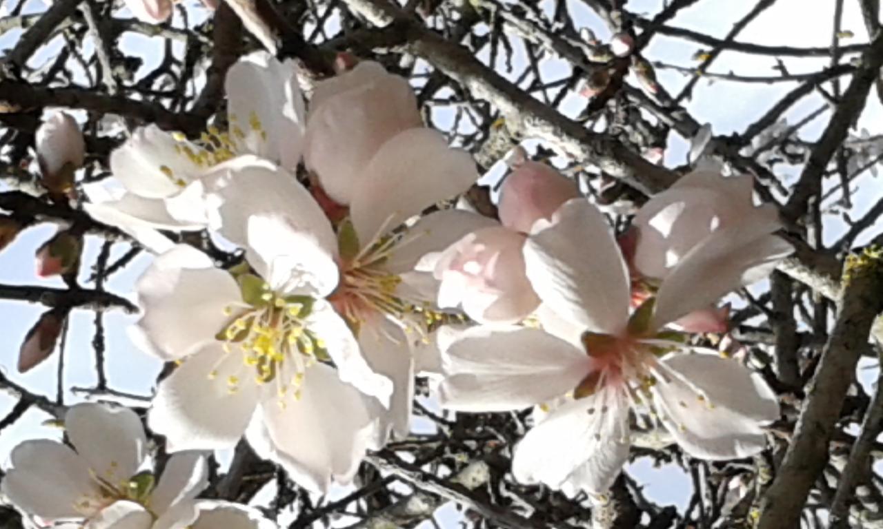 Antico Casale Il Sambuco Bed & Breakfast